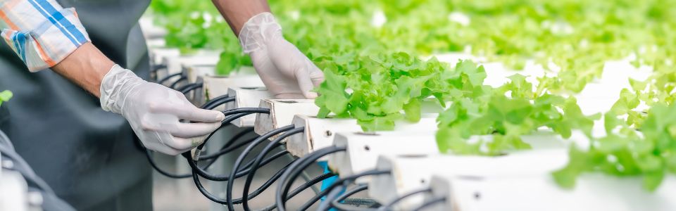 Hydroponic farming