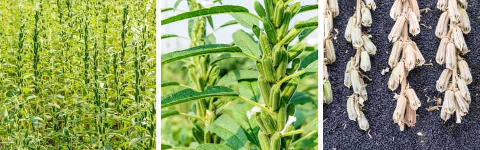 Sesame seed plant